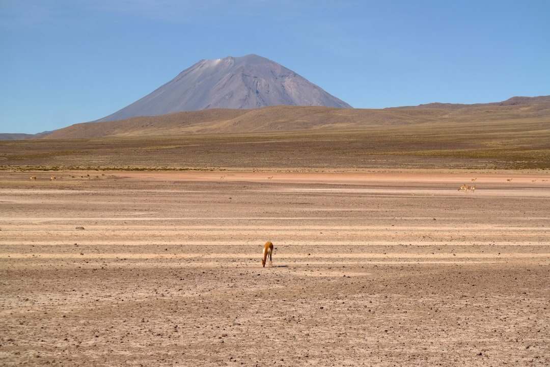 gaucho riding horse in pampas