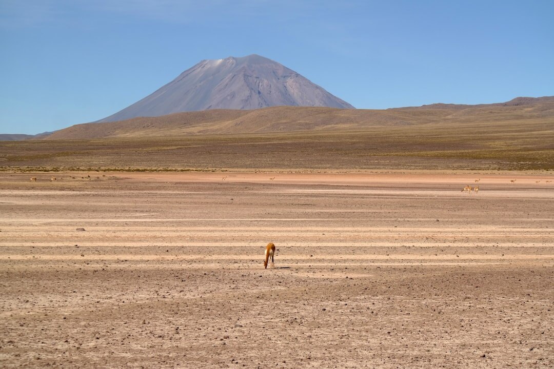 gaucho riding horse in pampas