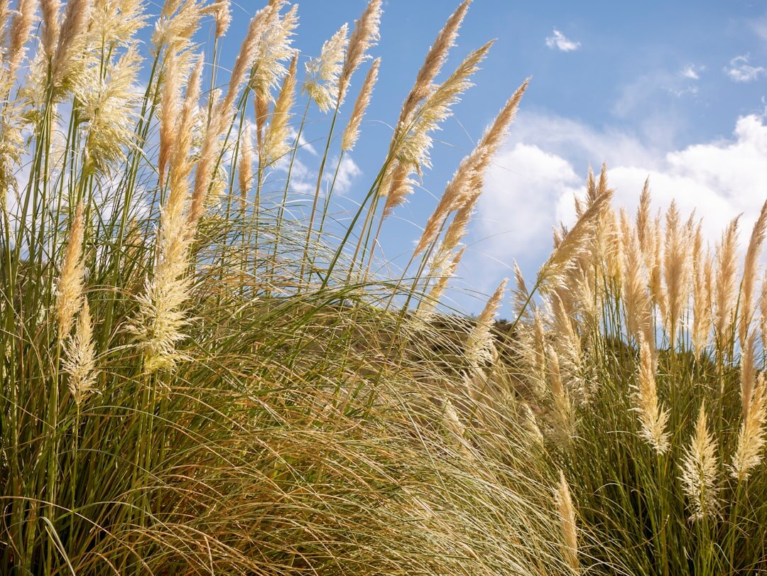 argentine pampas landscape
